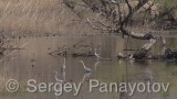 Video of Grey Heron - Grey Heron hunting fish in the lake